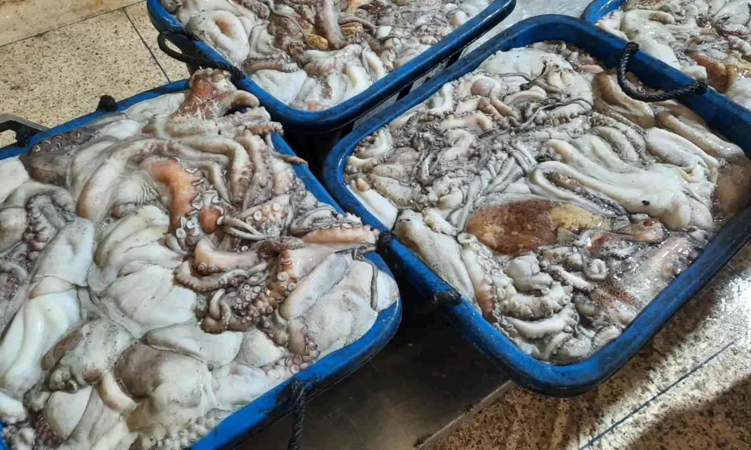 polpo_dakhla-1536x921